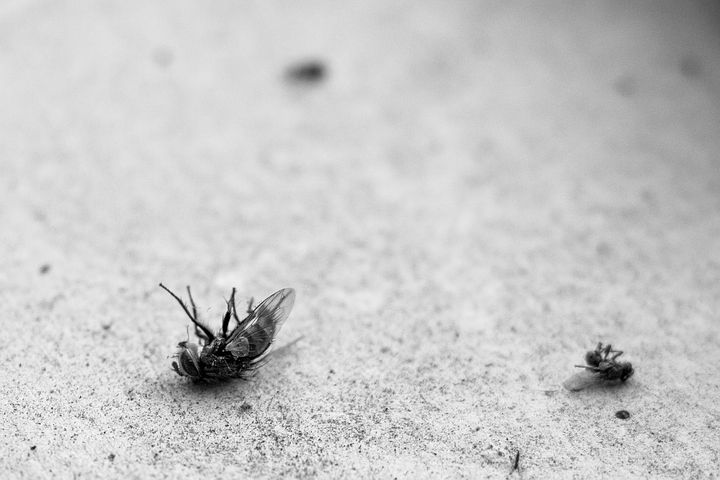 dead flies